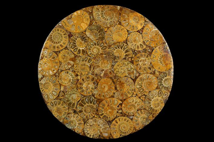 Composite Plate Of Agatized Ammonite Fossils #130578